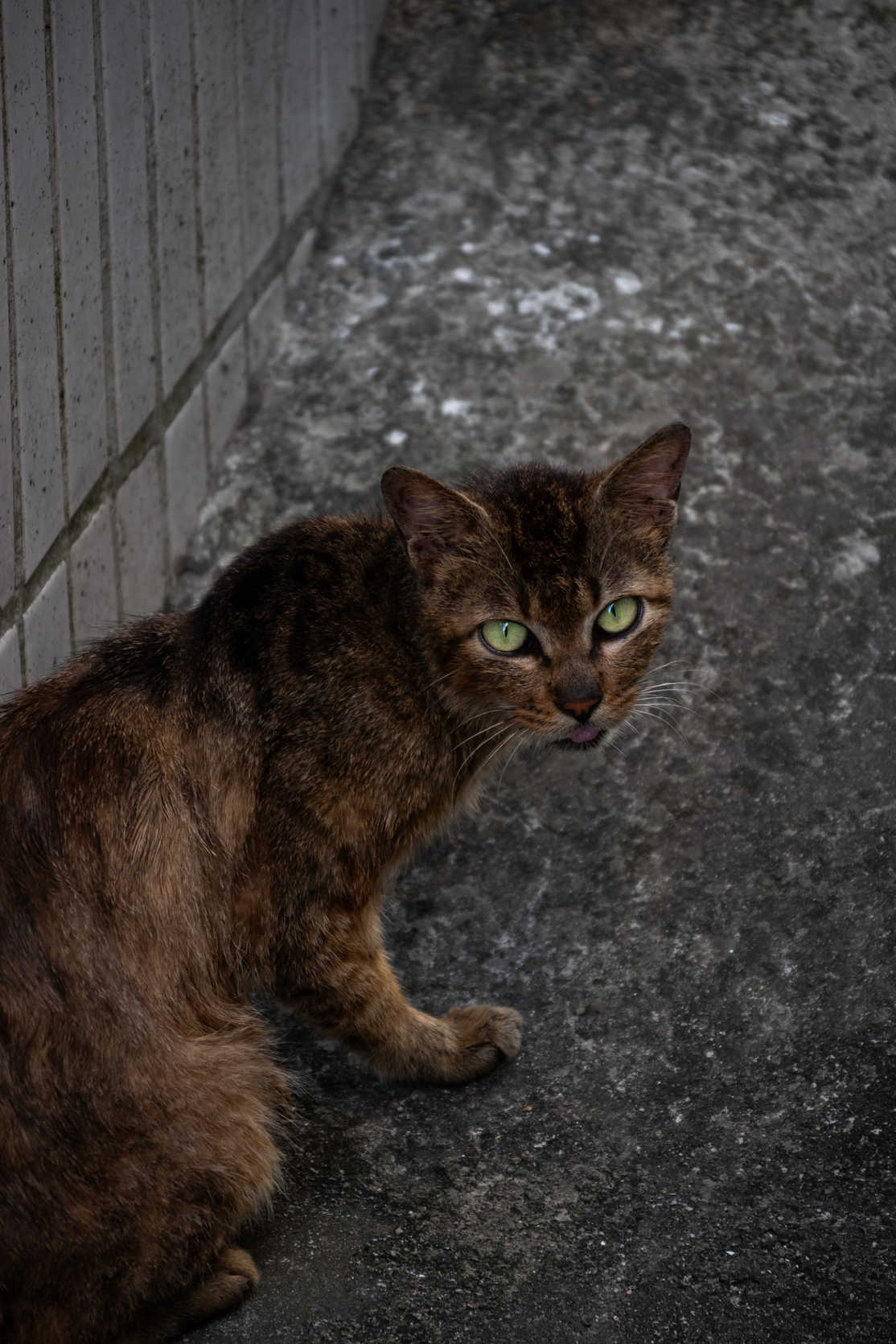 旧镇系列 野猫 DSC_3507